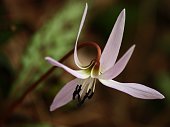 Erythronium Dens Canis